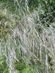 Oloptum miliaceum