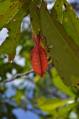 Trolicaphyllium brachysoma
