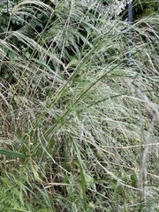 Oloptum miliaceum