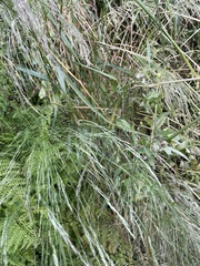 Oloptum miliaceum