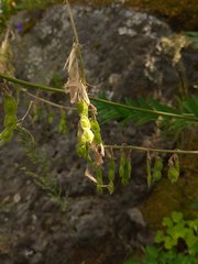 Hedysarum neglectum