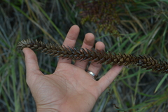 Araucaria montana