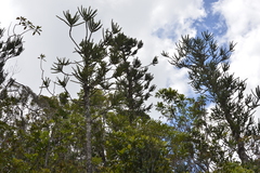Araucaria montana