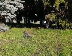Corvus monedula