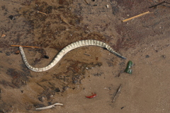 Hydrophis schistosus
