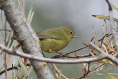 Leiothlypis celata lutescens