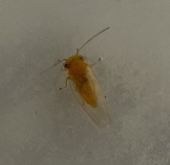 Heteropsylla