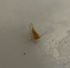 Heteropsylla