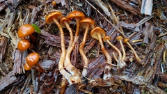 Gymnopilus oregonensis
