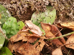 Hyla japonica