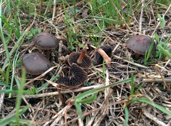Panaeolus fimicola