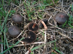 Panaeolus fimicola