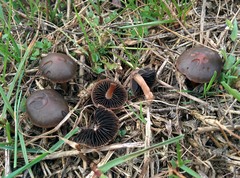 Panaeolus fimicola