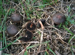 Panaeolus fimicola