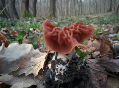 Gyromitra fastigiata