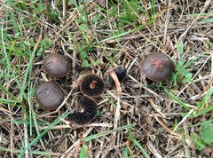 Panaeolus fimicola