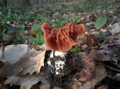 Gyromitra fastigiata