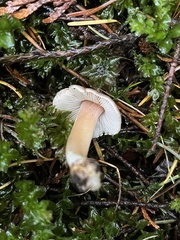 Inocybe pudica