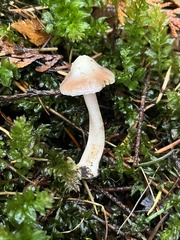 Inocybe pudica