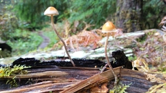 Hypholoma marginatum