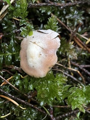 Inocybe pudica
