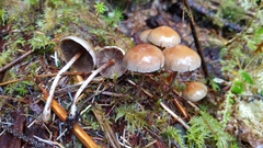 Hypholoma marginatum