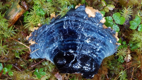 West Coast Reishi (Ganoderma oregonense)
