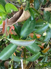 Euonymus cochinchinensis