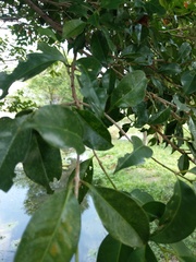Syzygium simile
