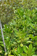 Myodocarpus