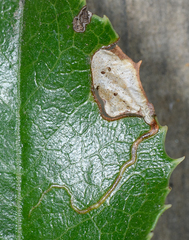 Stigmella braunella