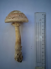 Amanita eliae