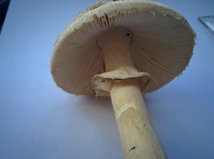 Amanita eliae