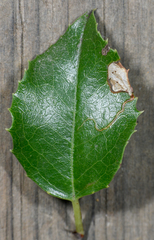 Stigmella braunella