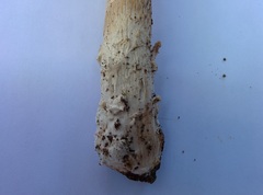 Amanita eliae