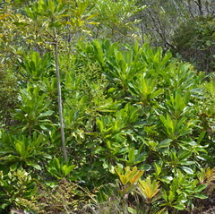 Myodocarpus