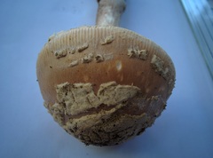 Amanita eliae