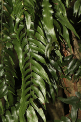 Arthropteris tenella