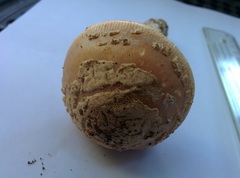Amanita eliae