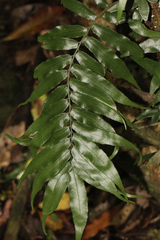 Arthropteris tenella