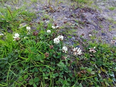 Trifolium repens
