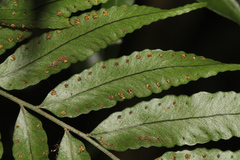 Arthropteris tenella
