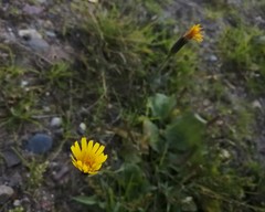 Scorzoneroides autumnalis
