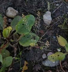Plantago major