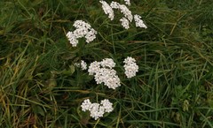 Achillea millefolium