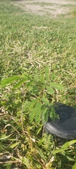 Leucaena leucocephala