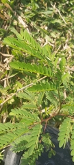 Leucaena leucocephala