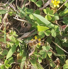Apis mellifera