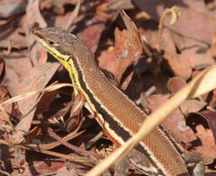 Ichnotropis capensis