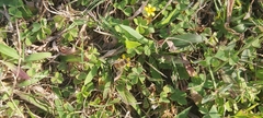 Apis mellifera